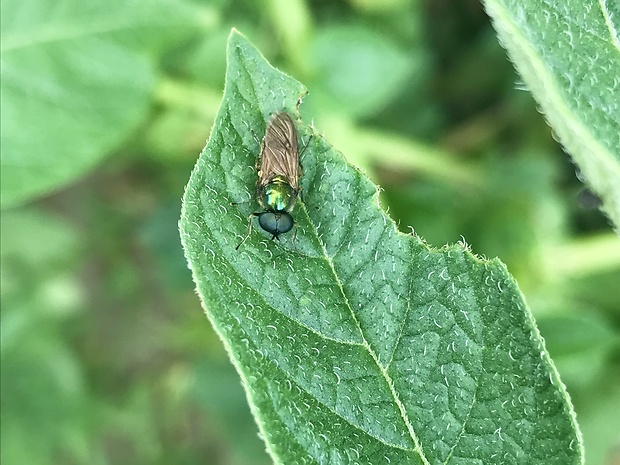 bránivka zelenkastá Chloromyia formosa (Stratiomyidae)