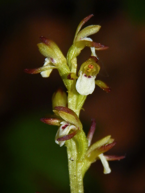 koralica lesná Corallorhiza trifida Châtel.