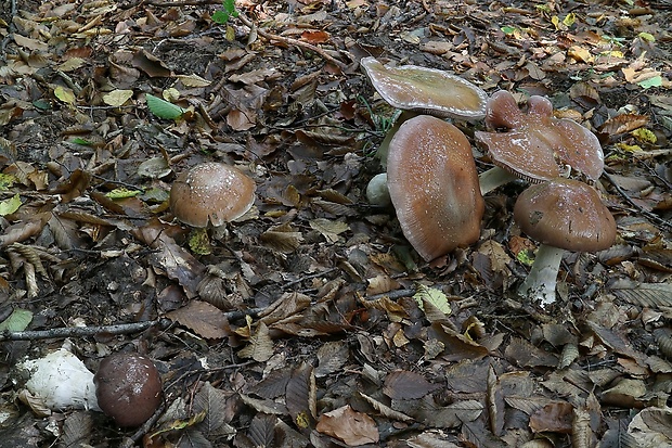 pavučinovec mohutný Cortinarius praestans (Cordier) Gillet