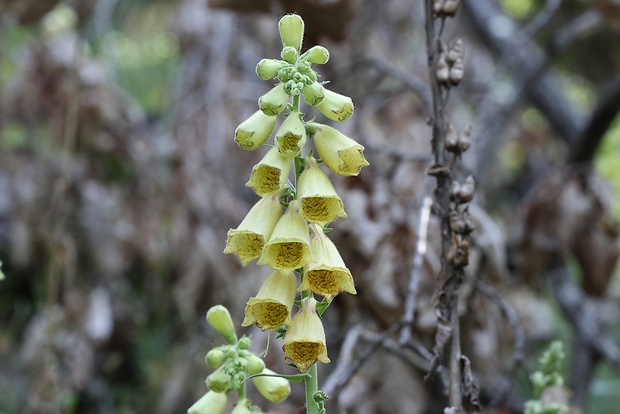 náprstník veľkokvetý Digitalis grandiflora Mill.