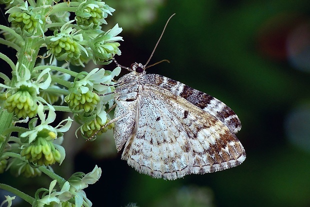 piadivka obyčajná (sk) / píďalka obecná (cz) Epirrhoe alternata (Müller, 1764)