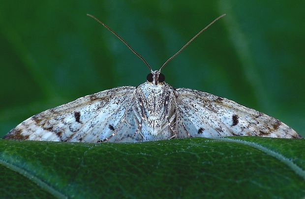 piadivka obyčajná (sk) / píďalka obecná (cz) Epirrhoe alternata (Müller, 1764)