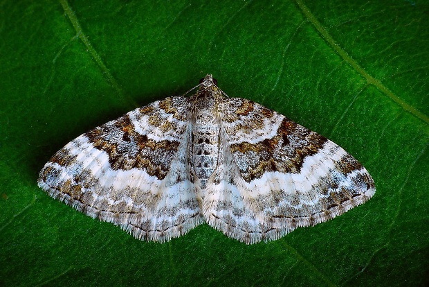 piadivka obyčajná (sk) / píďalka obecná (cz) Epirrhoe alternata (Müller, 1764)