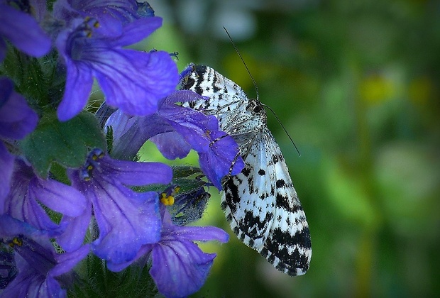 piadivka smútočná (sk) / píďalka povázková (cz) Epirrhoe tristata (Linnaeus, 1758)