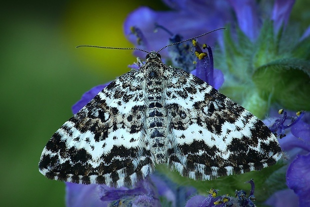 piadivka smútočná (sk) / píďalka povázková (cz) Epirrhoe tristata (Linnaeus, 1758)