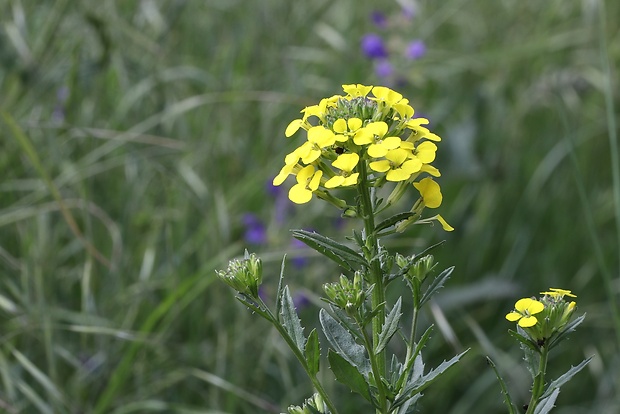 horčičník voňavý Erysimum odoratum P. Gaertn., B. Mey. et Scherb.