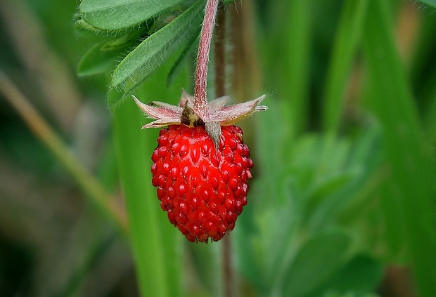 jahoda obyčajná Fragaria vesca L.