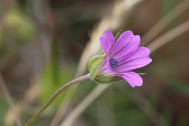 pakost holubí Geranium columbinum L.