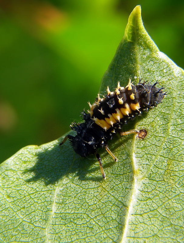 lienka východná Harmonia axyridis /larva/