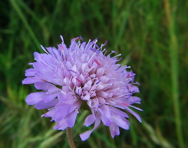 chrastavec roľný Knautia arvensis (L.) Coult.