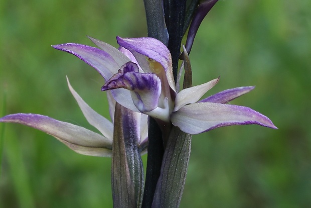 modruška pošvatá Limodorum abortivum (L.) Sw.