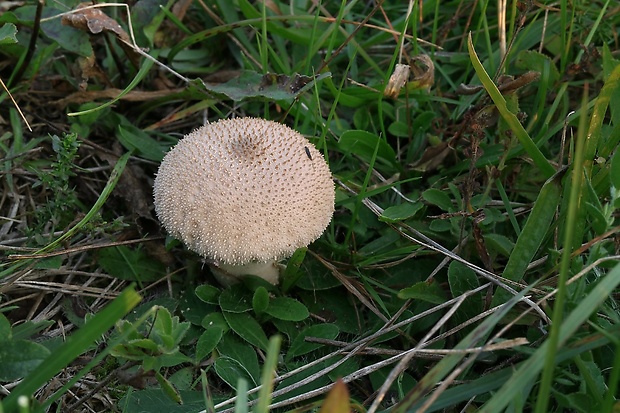 prášnica bradavičnatá Lycoperdon perlatum Pers.