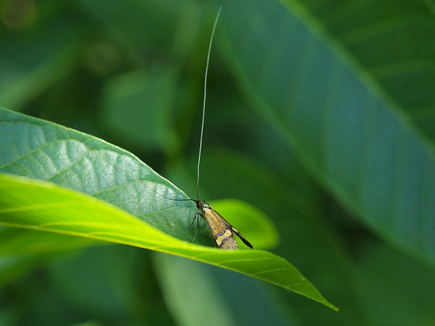 adéla de Geerova Nemophora degeerella