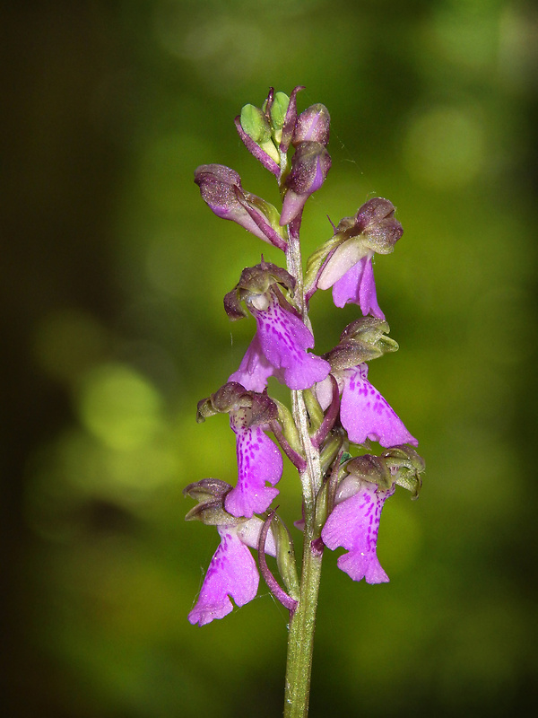 vstavač spitzelov Orchis spitzelii Saut. ex W.D.J. Koch