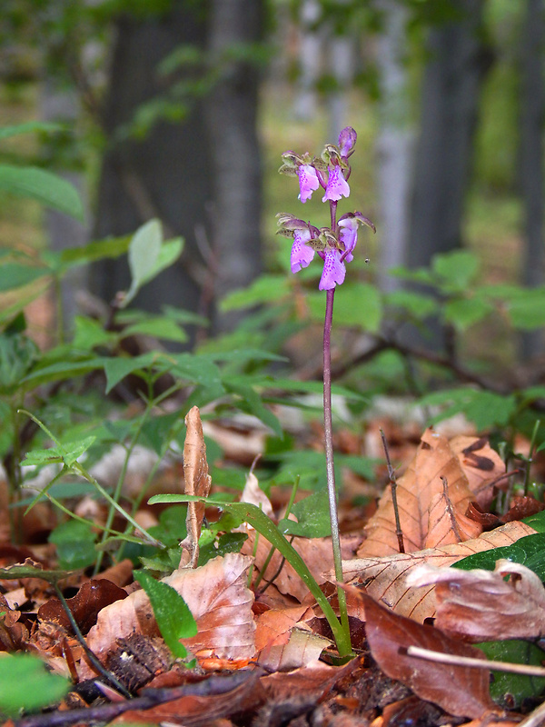 vstavač spitzelov Orchis spitzelii Saut. ex W.D.J. Koch