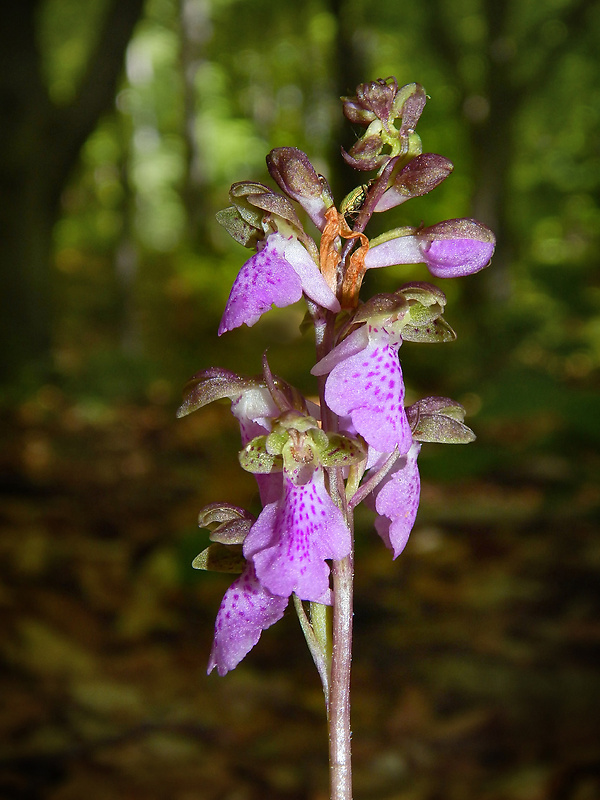 vstavač spitzelov Orchis spitzelii Saut. ex W.D.J. Koch