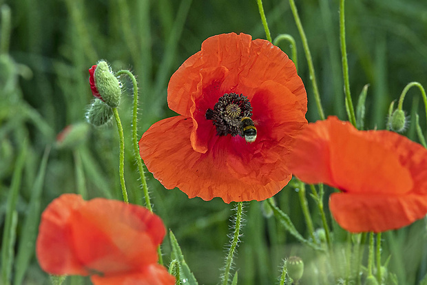 mak vlčí Papaver rhoeas L.