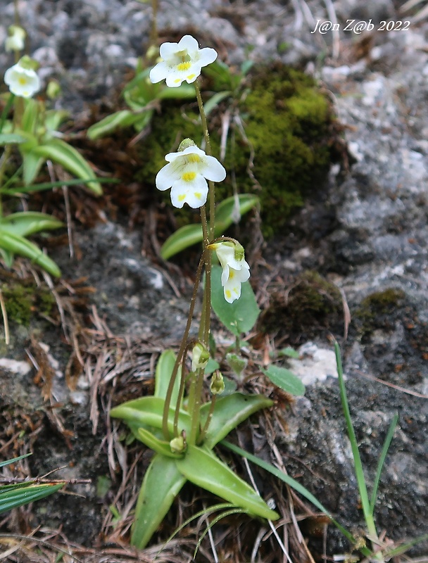 tučnica alpínska Pinguicula alpina L.