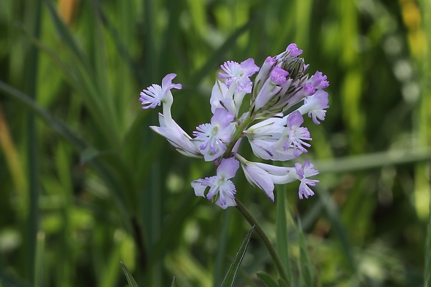 horčinka väčšia Polygala major Jacq.