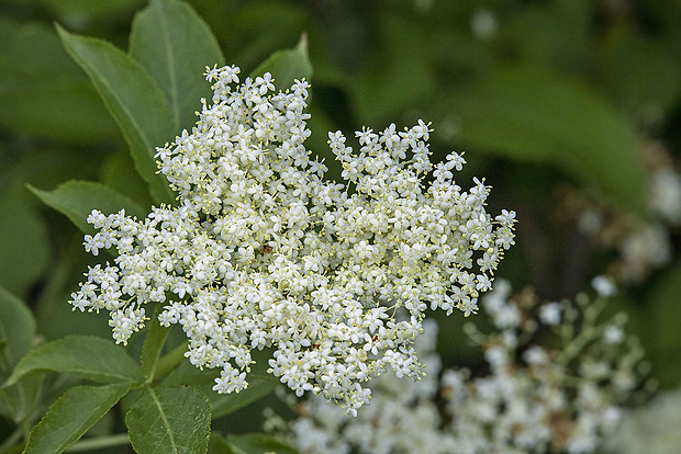 baza čierna Sambucus nigra L.