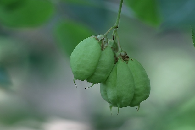 klokoč perovitý Staphylea pinnata L.