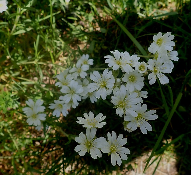 hviezdica veľkokvetá Stellaria holostea L.