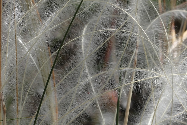 kavyľ pôvabný Stipa pulcherrima K. Koch