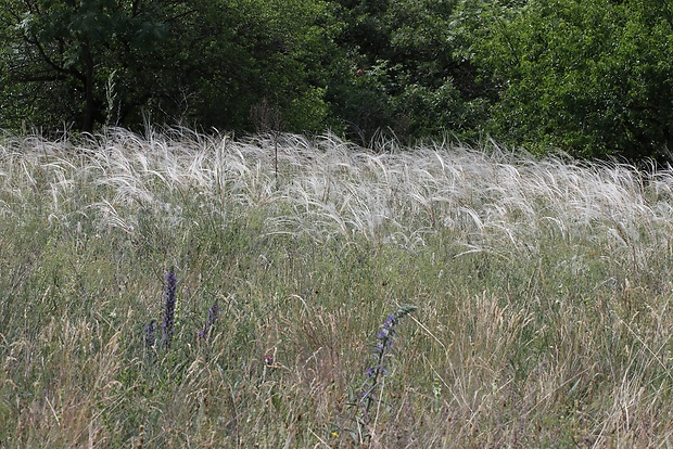 kavyľ pôvabný Stipa pulcherrima K. Koch