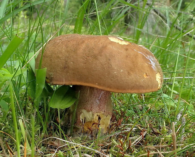 hríb zrnitohlúbikový Sutorius luridiformis (Rostk.) G. Wu & Zhu L. Yang