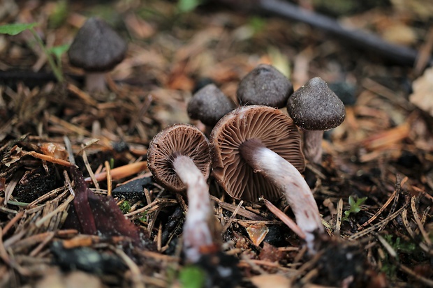 pavučinovec včasný Cortinarius vernus H. Lindstr. & Melot