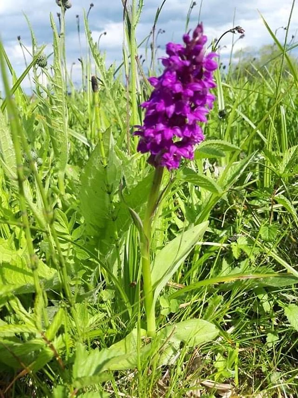 vstavačovec májový pravý Dactylorhiza majalis subsp. majalis (Reincherb.) Hunt & Summerh.