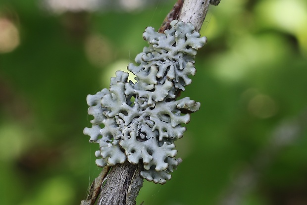 diskovka bublinatá Hypogymnia physodes (L.) Nyl.