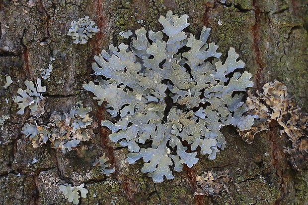 diskovka ryhovaná Parmelia sulcata Taylor