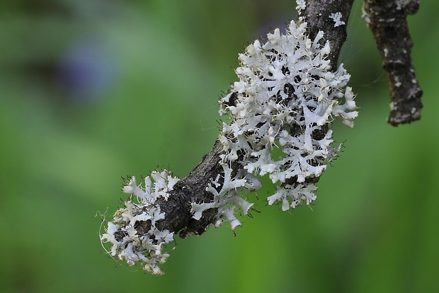 fyscia brvitá Physcia adscendens (Fr.) H. Olivier