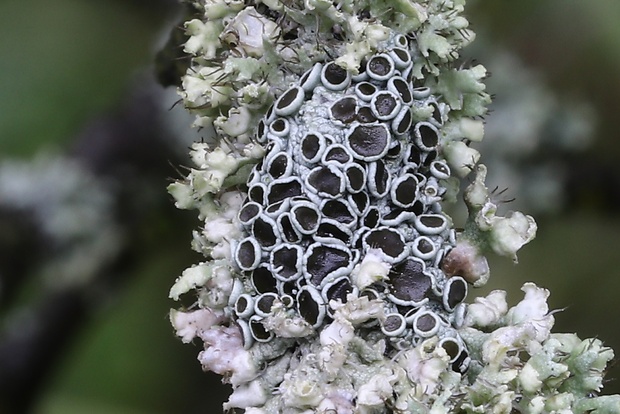 fyscia popolavá Physcia aipolia (Ehrh. ex Humb.) Fürnr.