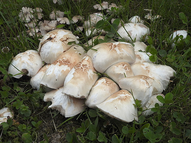 štítovka šupinatá Pluteus petasatus (Fr.) Gillet