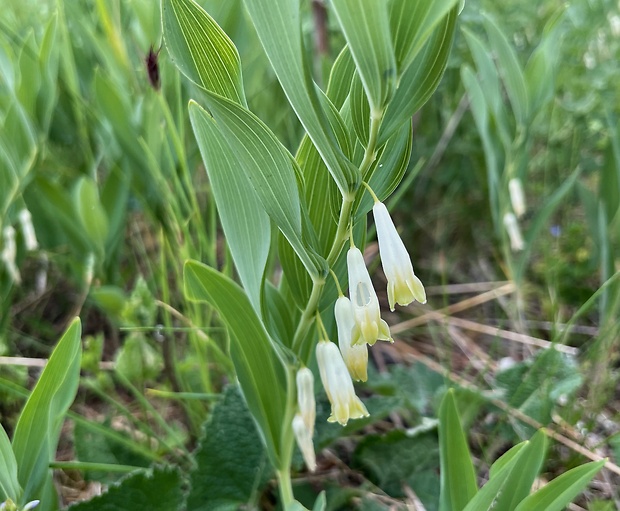 kokorík voňavý Polygonatum odoratum (Mill.) Druce