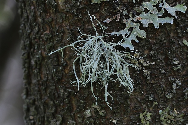 stužkovec pomúčený Ramalina farinacea (L.) Ach.