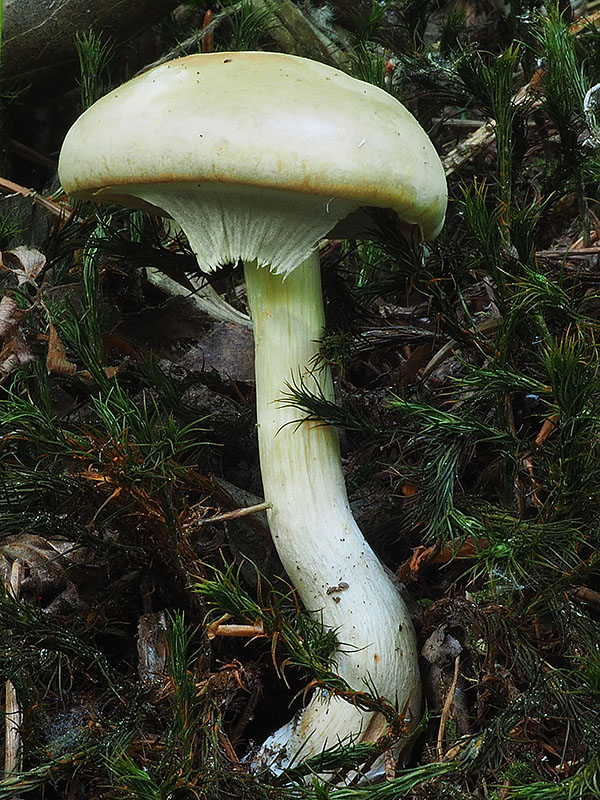 poľnička včasná Agrocybe praecox (Pers.) Fayod