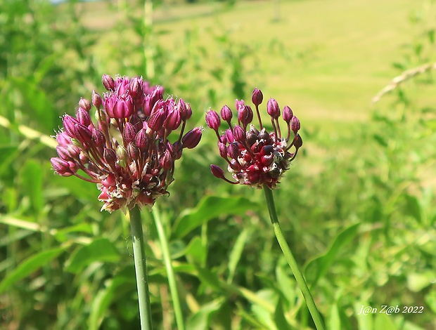 cesnak orešcový Allium scorodoprasum L.