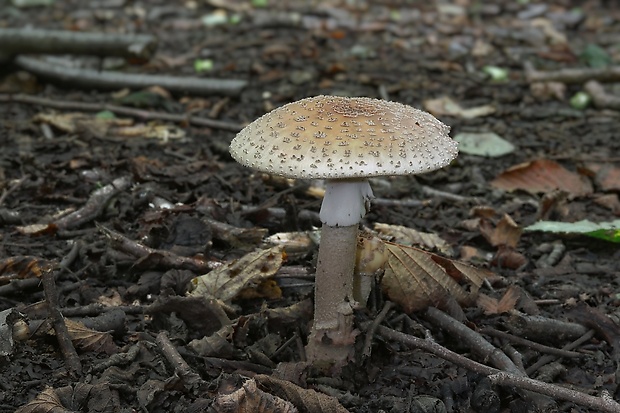 muchotrávka červenkastá Amanita rubescens Pers.