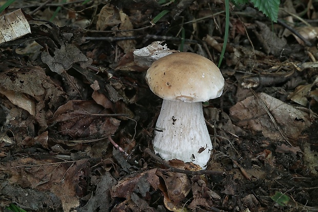 hríb smrekový Boletus edulis Bull.