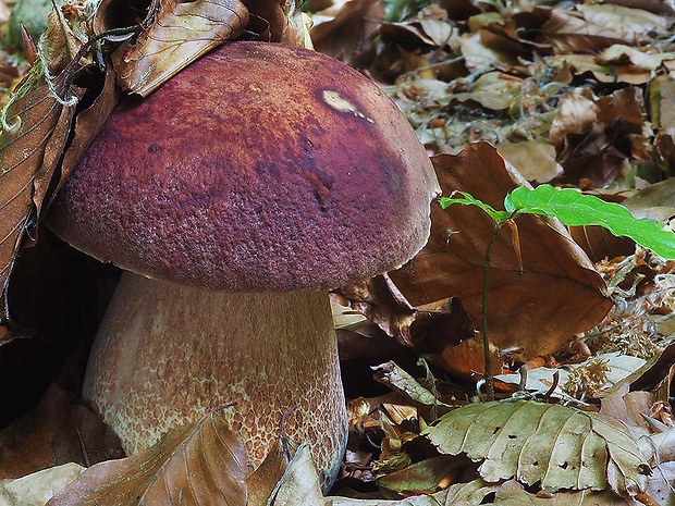 hríb sosnový Boletus pinophilus Pil. et Dermek in Pil.