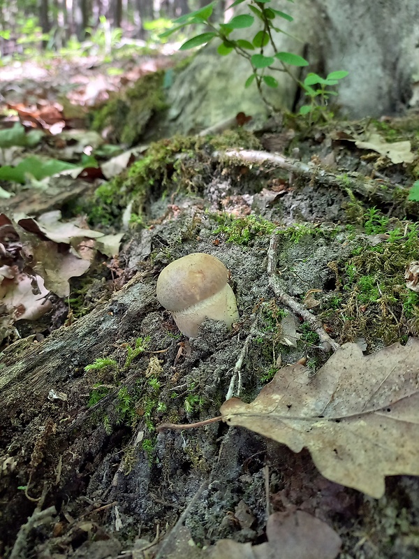 hríb dubový Boletus reticulatus Schaeff.