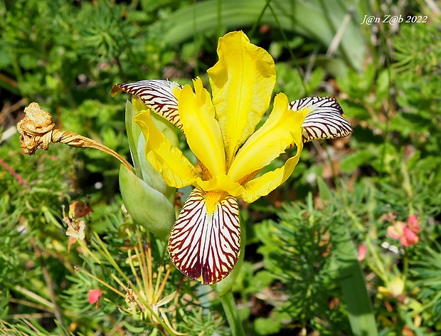 kosatec dvojfarebný Iris variegata L.