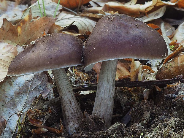 štítovka jelenia Pluteus cervinus (Schaeff.) P. Kumm.