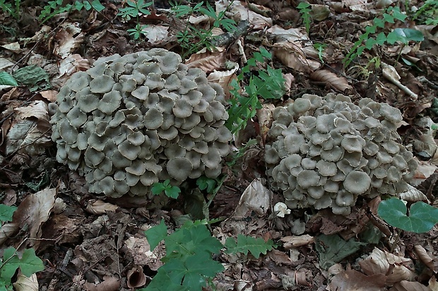 trúdnik klobúčkatý Polyporus umbellatus (Pers.) Fr.