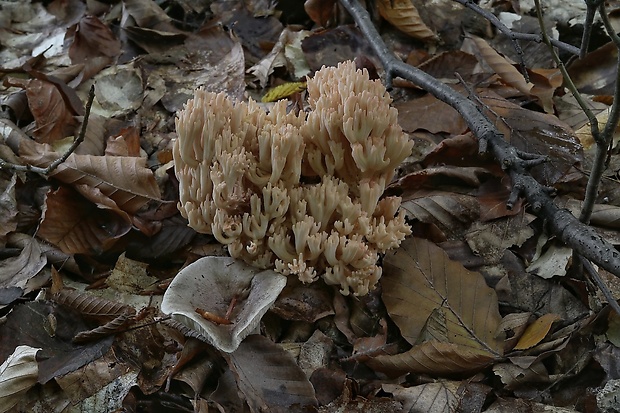 strapačka Ramaria sp.