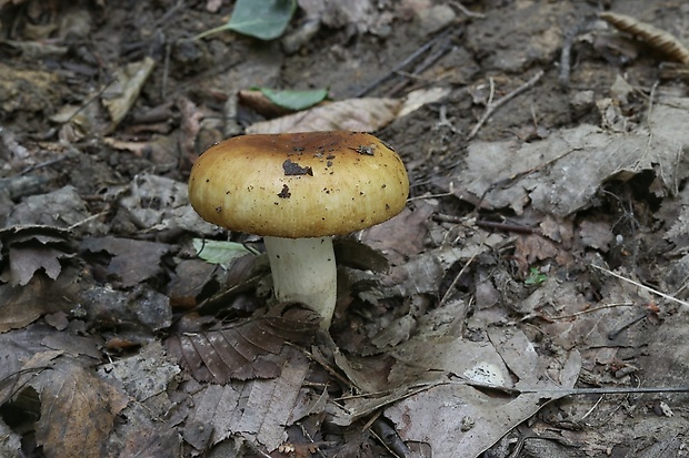 plávka Russula sp.