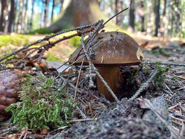 hríb zrnitohlúbikový Sutorius luridiformis (Rostk.) G. Wu & Zhu L. Yang